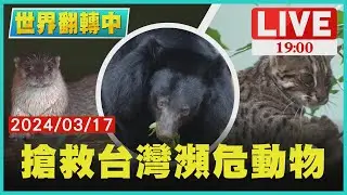 台灣四大神獸瀕臨絕種　生態保育大作戰【世界翻轉中】完整版 ｜20240317