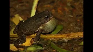 Duttaphrynus melanosticus (Common Asian Toad) calling
