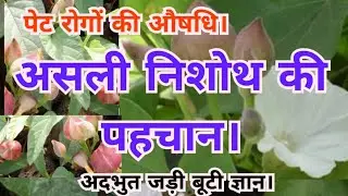 asali nishoth ki pahchan | कैसे खरीदें असली निशोथ मूल | कौन सी निशोथ अधिक  उपयोगी | त्रिवृत मूल |