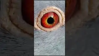 Racing Pigeon Eye Shine| Homing Pigeon #racingpigeons #kabootar #homingpigeons #புறா #prps