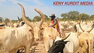 Machar Matiit Achuoth aka Ajong Nyang at Jingarok Cattle Camp 