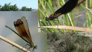 Europe&rsquo;s Dragonflies