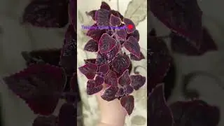 #колеусы #мояколлекция #coleus #colors #plants #garden #nature #like #life #music #flowers #delivery