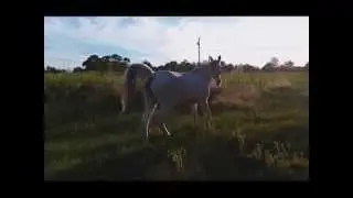Never Underestimate the Power of One Stolen Horse!