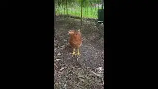 пение Magpie - chickens Ta tara ta ra ta ta