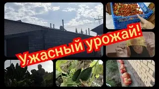 09.2025 Ужасный урожай капусты//Чебуреки на скорую руку...