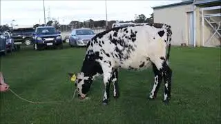 Lot 43 - Boldview Ginger Model - SA Ayrshire Spectacular Sale