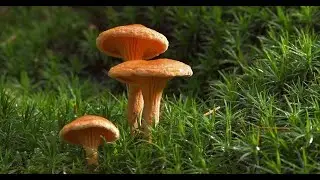 SETAS Y HONGOS, N&Iacute;SCALOS, BOLETUS, RUSULAS, LACTARIUS, ROVELLONES