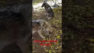 #wolf #dog #pets vacation uncle jack watches the pack!