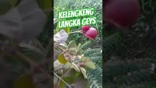 #tanamanlangka #keajaiban #tanamanviral #kelengkengmerah