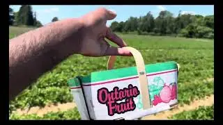 د باسط کړوخېل خوږ سفر د توت زمېنې فارم ته 🍓 طبیعت، مینه، او تازه توتان!”🇦🇫♥️🇨🇦