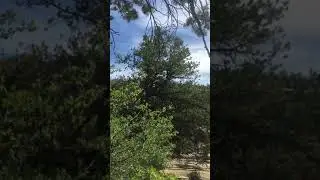 The buzzing cicadas have now emerged, listen,
