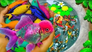 Catch Beautiful Colorful Ornamental Fish In Colorful Surprise Giant Eggs, neon fish, nemo fish, koi🐡