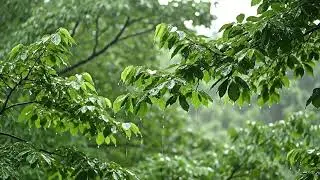 Rainfall on Soft Piano | Quiet Piano Playlist for Deep Focus