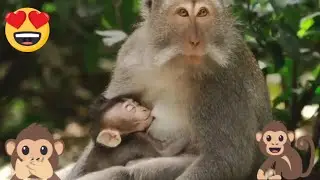 Cute Monkey Videos - Animals 79tv #2
