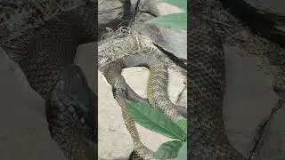 Most dangerous snakes and animals in astralia #astralia #snakes 