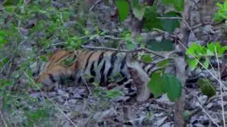 Arrowhead, Male @Tipeshwar WLS