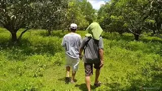 Mango Farm For Sale Near Trinidad, Bohol