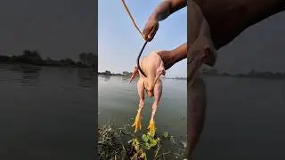Unbelievable Technique Trap Fishing, with big hook & whole chicken#fishing#fish_traps