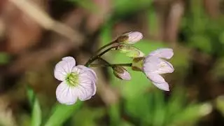 Beautiful Bittercress