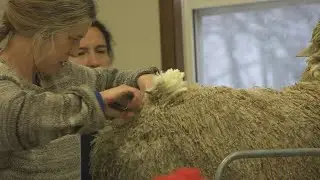 Mainely Spinners race to turn sheep into sweater for cancer fundraiser