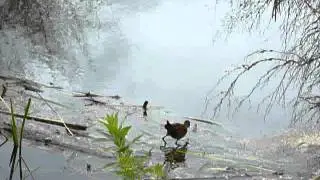 Little Crake