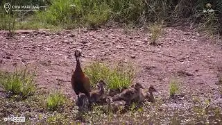 Kwa Maritane Africam: White faced whistling ducks with babies