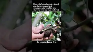 Air Layering Lemon Tree #shorts