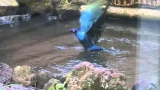 Inexplicable behaviour of Purple glossy starling recorded