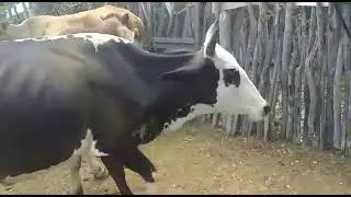 Soltando o Gado