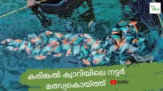 Farm Hunting EP-06 || കരിങ്കൽ ക്വാറിയിലെ നട്ടർ മത്സ്യകൊയ്ത്ത് || Nutter Fish Harvesting in Quarry