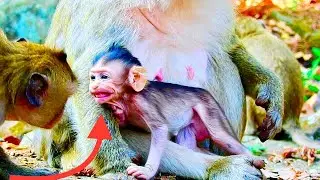 Oh great newborn to cute smile to brother monkey. cute cute baby monkey do it