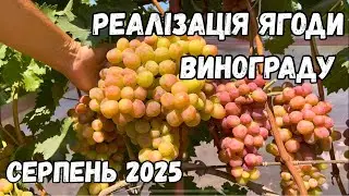 Grape berry sales 2025!🍇