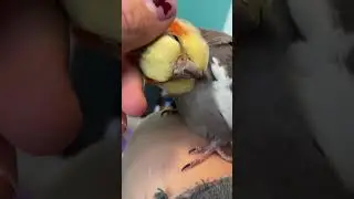 When you can&rsquo;t scratch right 🥲 #funnycockatiel #pets #engagednotcaged