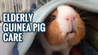 Elderly Guinea Pig Care | What I Do For My Elderly Guinea Pig