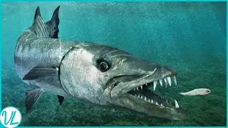 Underwater Killers: The Great Barracuda