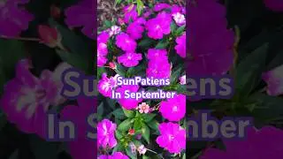 SunPatiens in 7b September garden! 🌸 #sunpatiens #septembergarden #shorts #fallplanting