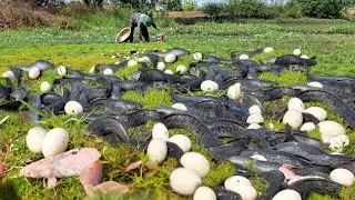 Wow unique  -A farmer caught fish in the rice fields and collected a lot of duck eggs.