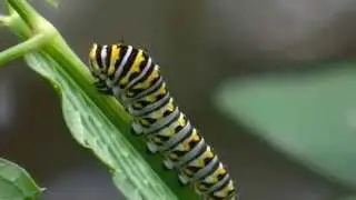 Black Swallowtail Caterpillars Papilio Polyxenes