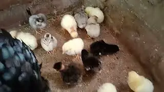GALINHA SURA PESCO&Ccedil;O PELADO COM 17 PINTINHOS, OLHA QUE COISA MAIS LINDA PESSOAL, MUITO GRATIFICANTE