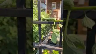Tomato Plant Pest #hornworm #gardening #tomatotuesday