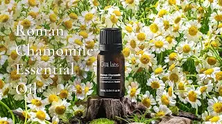 Know more about Roman Chamomile Essential Oil | Essential Oils | Gya Labs