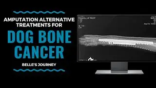 Amputation Alternative Treatments For Dog Bone Cancer: Belle&rsquo;s Journey: Vlog 94