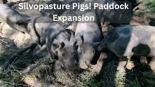 Smarter Paddock Expansion for Pastured Pigs (Plus Mud Hole Fun 🐷💦) #smallfarm #pig #silvopasture