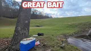 How to CATCH and Preserve Carp for Catfish Bait