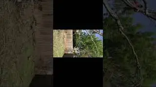 Safe Tree Branch Removal #ProfessionalTreeWork #Veterans #Shorts #Loyalty #Nature