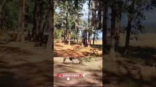 Tiger Close Encounter 😱 | Royal Bengal Tiger 🐅 #Shorts