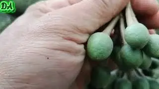 Chia sẻ cách tỉa bông sầu riêng đậu trái đẹp không bị rụng trái non 