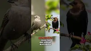 How to Avoid Confusing Cowbirds with Other Species