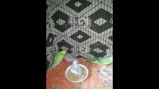 #birdstagram #cockatiel #instabird #birdlife #parrotsofinstagram #parakeet #budgie #birdlover #birb